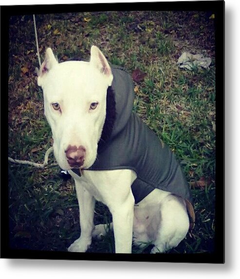 Pitbull Metal Print featuring the photograph I Have The Most Awesome Dog Everr by Jamie H