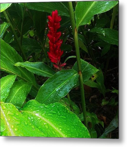 Beautiful Metal Print featuring the photograph I Love What #rain Does To An Already by Debi Tenney