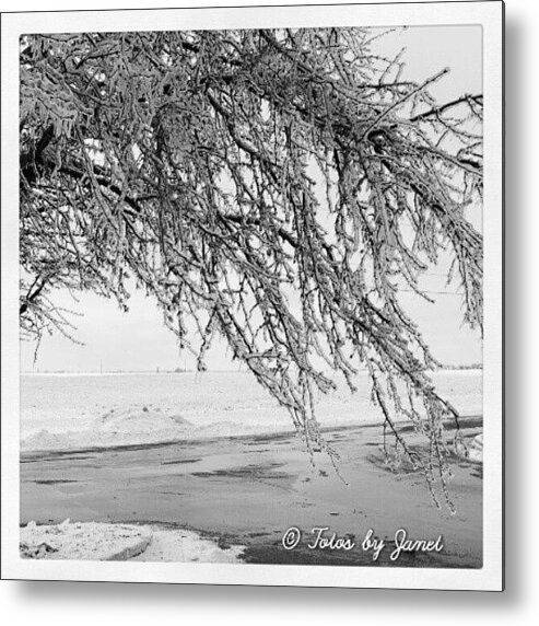  Metal Print featuring the photograph Iced Tree by Janet Ortiz