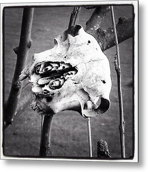 Sheep Metal Print featuring the photograph #instagood #instacanvas #instapicturing by Miss Wilkinson