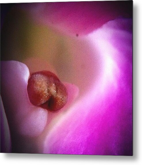 Macrolust Metal Print featuring the photograph #iphone #orchid #goodmorning #nature by Dccitygirl WDC