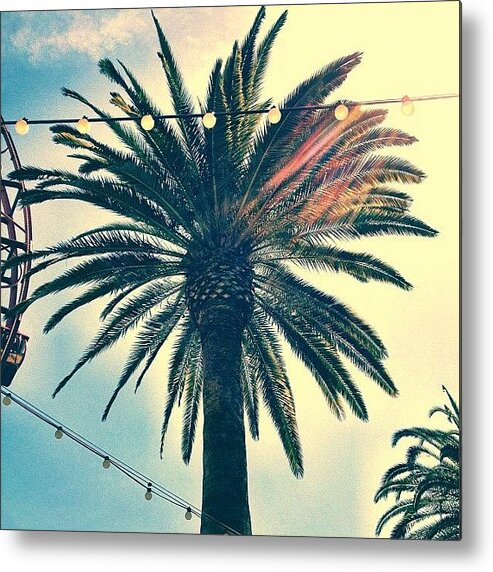 La Metal Print featuring the photograph It's A Palm Tree. #la #losangelas by Johnathan Dahl