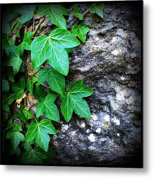 Plant Metal Print featuring the photograph Iv by Mark B
