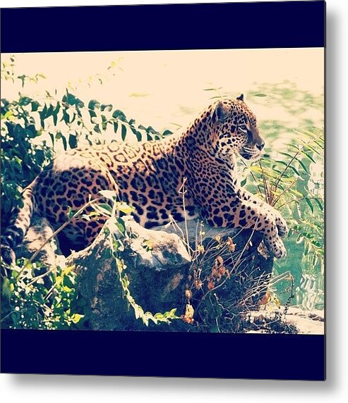  Metal Print featuring the photograph Jaguar!!!!🐯🐱🍀🌴🌾 by Joyce Pashos