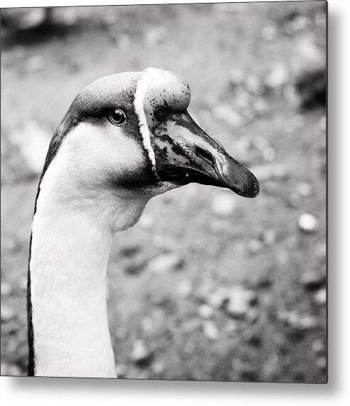 Goose Metal Print featuring the photograph Just a goose by Laura Melis