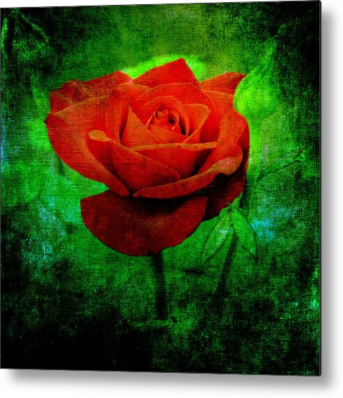 Rose Metal Print featuring the photograph Kiss By A Rose by Angelina Tamez