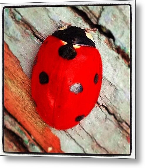 Beautiful Metal Print featuring the photograph #ladybug by Stephanie Thomas
