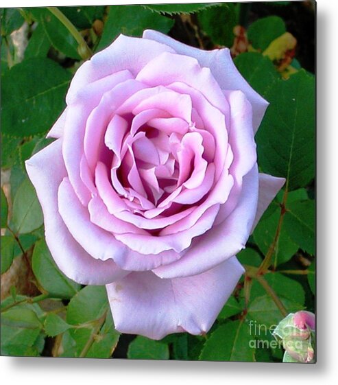 Rose Metal Print featuring the photograph Lavendar Rose by Alys Caviness-Gober