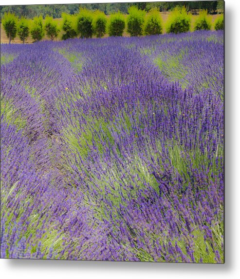 Lavender Metal Print featuring the photograph Lavender3 by Ryan Weddle