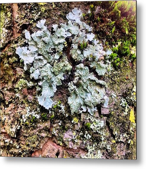 Lichen Metal Print featuring the photograph Lichen on Bark by Nic Squirrell