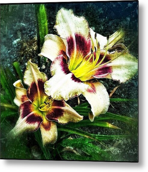 Art Metal Print featuring the photograph Lily by Michelle Behnken