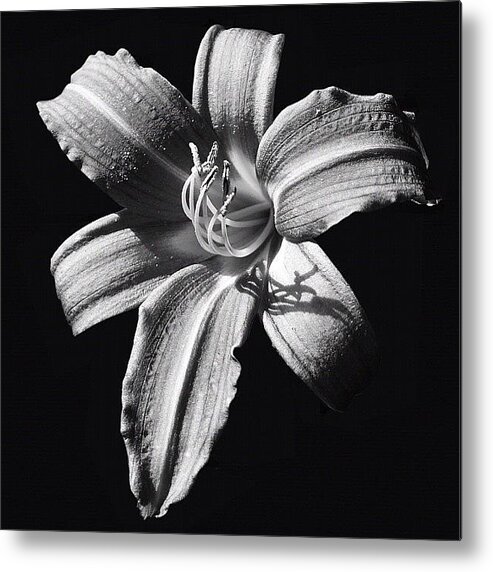  Metal Print featuring the photograph Lily Noir by Carl Milner