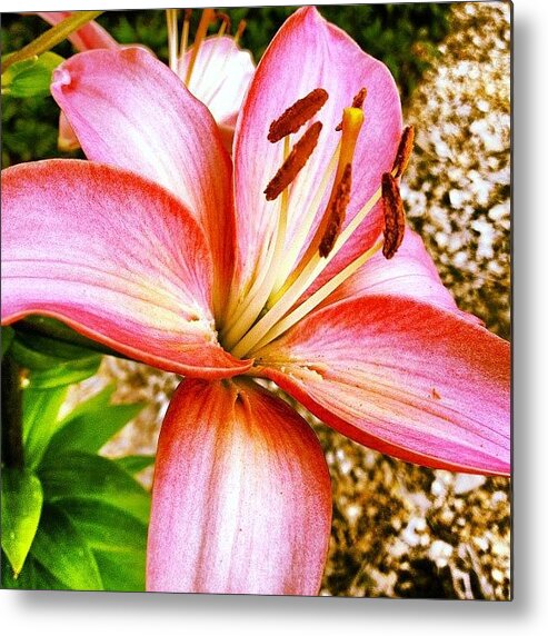 Flower Metal Print featuring the photograph Lily by Rex Pennington