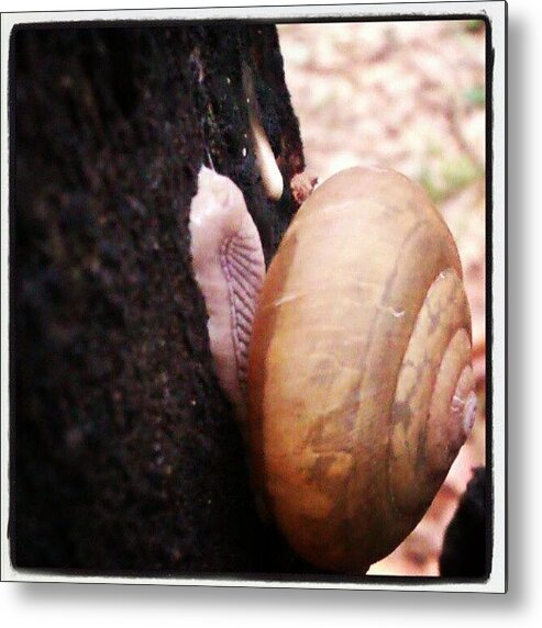 Animal Metal Print featuring the photograph Little snail by Nawarat Namphon