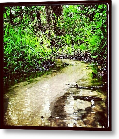 Plants Metal Print featuring the photograph Little Stream by Kyle Manaa