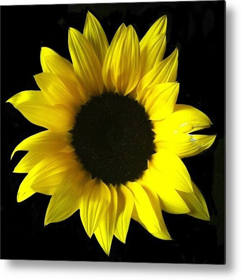  Metal Print featuring the photograph Live Life Like A Sunflower, And Find by Christine Cherry