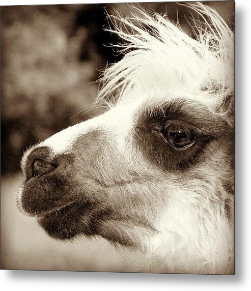 Animals Metal Print featuring the photograph #llama Woodlands Adventure #park #devon by Andrew Staffer