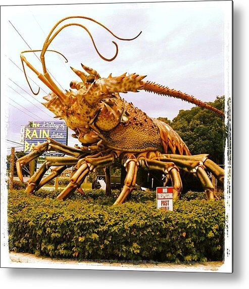 Rain Barrel Metal Print featuring the photograph Lobster Season by Michele Green Williams