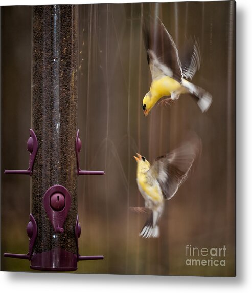 Yellow Finch Metal Print featuring the photograph Lovely FIght by Venura Herath