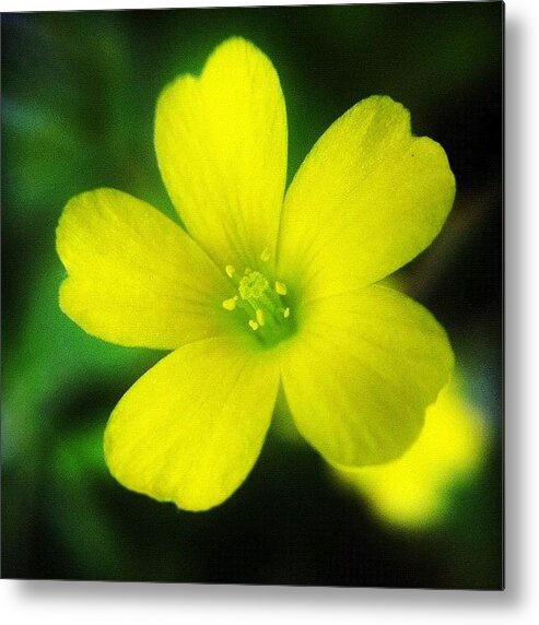 Alfalfa Metal Print featuring the photograph #lucerne #yellow #alfalfa #flower by Jason Fang