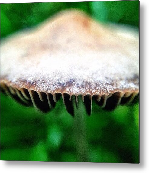 Photooftheday Metal Print featuring the photograph Macro Mushroom Flying Saucer by Natasha Marco
