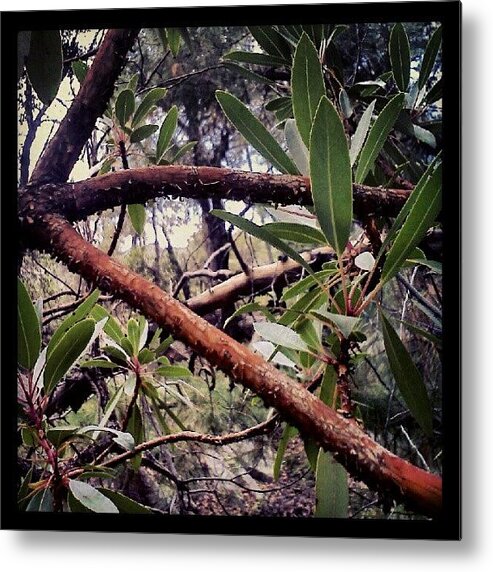 Botanical Metal Print featuring the photograph Madrona Bark #botanical by Darcey Blue