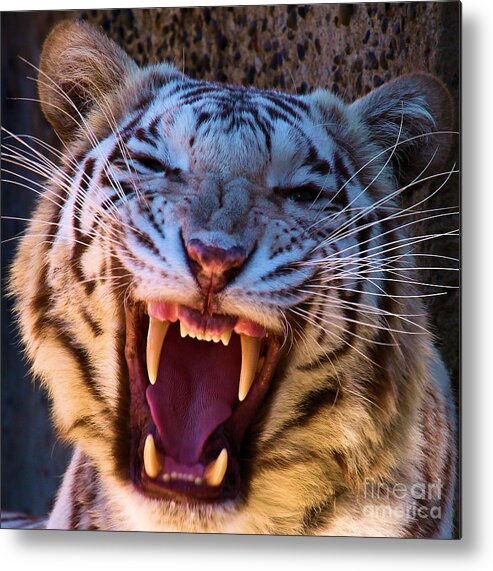 Bengal Tiger Metal Print featuring the photograph Meow by Adam Jewell