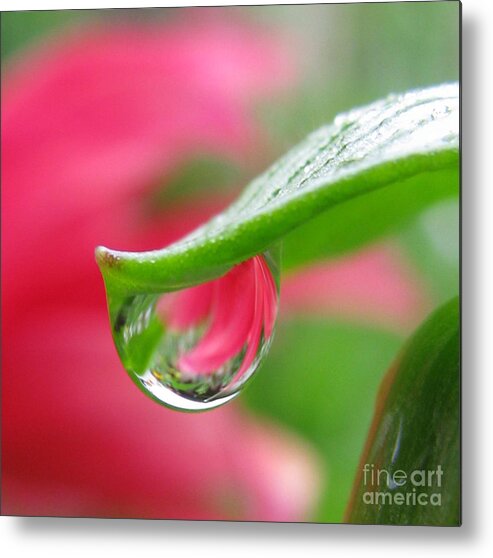 Flower Metal Print featuring the photograph Miraculous Photography by Holy Hands
