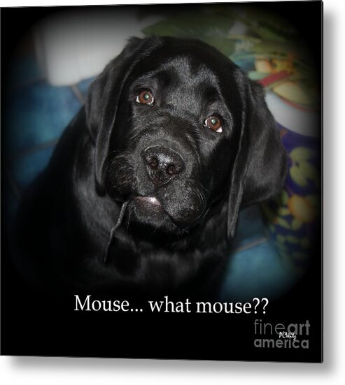 Dog Metal Print featuring the photograph Mouse---What Mouse by Patrick Witz