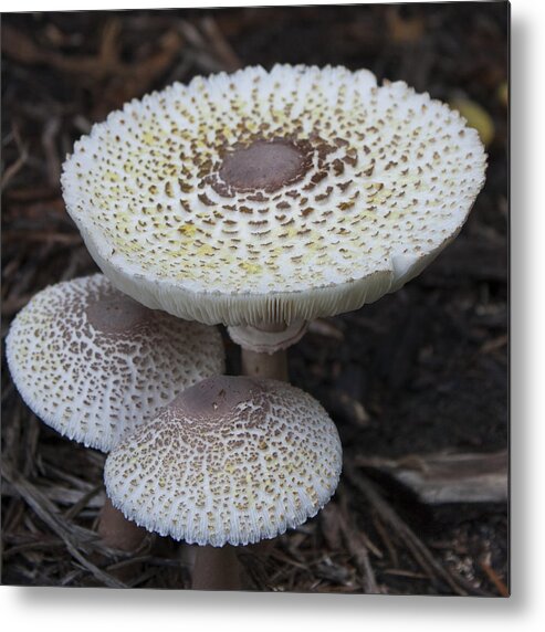 Fungus Metal Print featuring the photograph Mushroom Trio Squared by Teresa Mucha