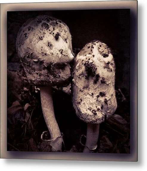 Editjunky Metal Print featuring the photograph Mushrooms by Paul Cutright