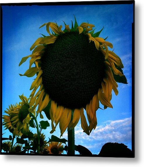 Mobilephotography Metal Print featuring the photograph My Giant Friend With Some Different by Danielle Potts