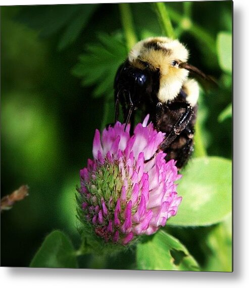 Plants Metal Print featuring the photograph #nature #nikon #dslr #unedited #bee by Loghan Call
