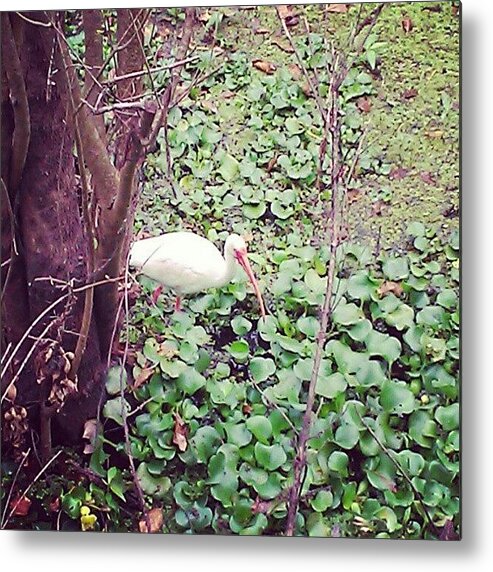  Metal Print featuring the photograph Nature Park by Jinxi The House Cat