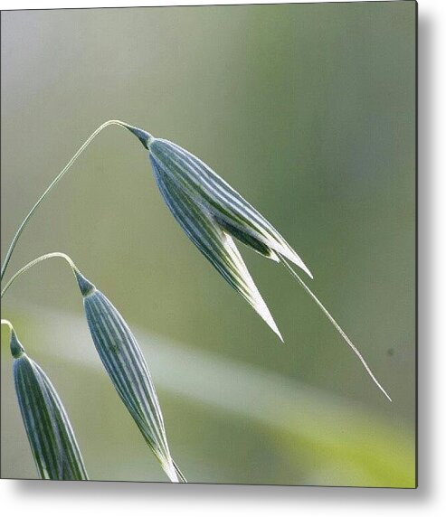 Decorative Metal Print featuring the photograph #oat #spica #decorative #cereal #plant by Andrei Vukolov