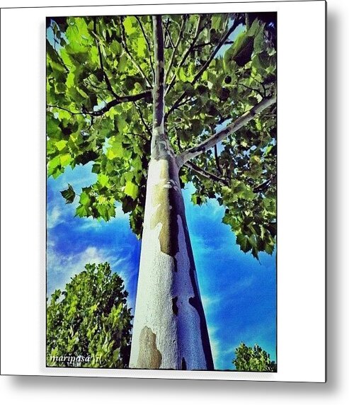 Tree Metal Print featuring the photograph Obeisance by Mari Posa
