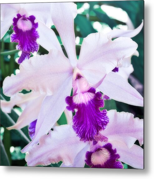 Floral Metal Print featuring the photograph Orchids White and Purple by Steven Sparks