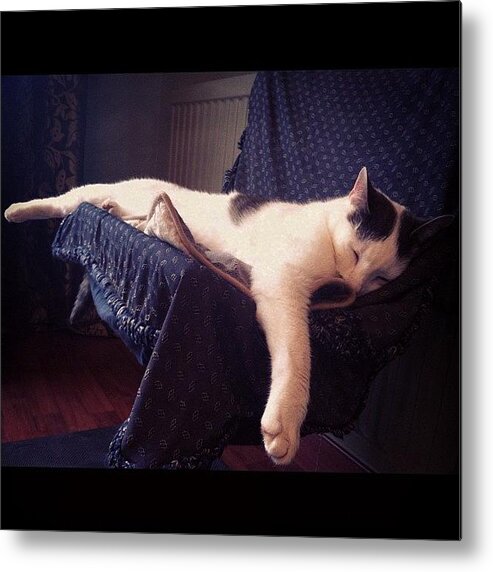 Cute Metal Print featuring the photograph Paddy <3 #comfy #cat #whitecat by Ashley Grant