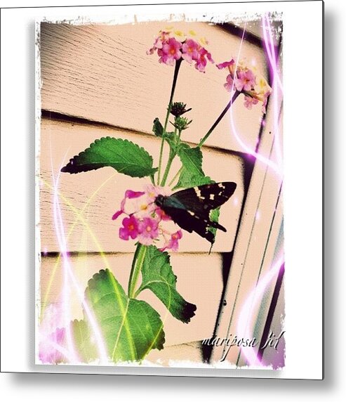 Butterfly Metal Print featuring the photograph Papillon by Mari Posa