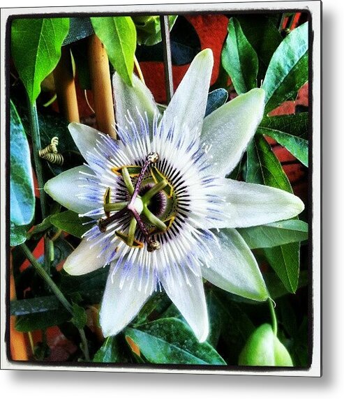 Flower Metal Print featuring the photograph Passion Flower 1 by Natasha Futcher