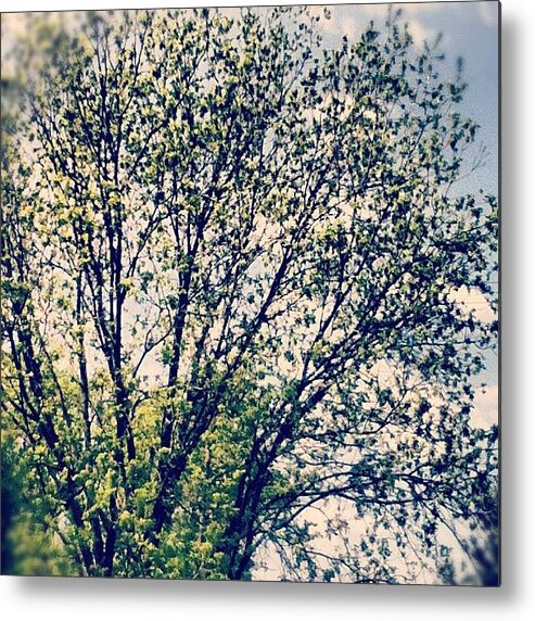 Spring Metal Print featuring the photograph Pecan Tree. #tree #outdoors #nature by Emma Holton