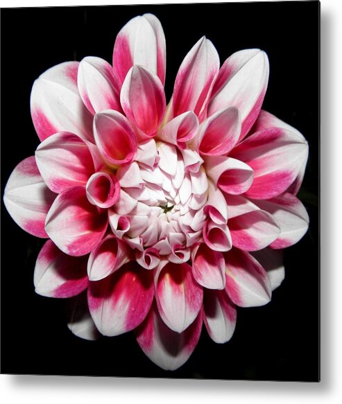 Dahlia Metal Print featuring the photograph Pedals Of Beauty At Night by Kim Galluzzo
