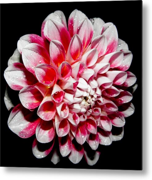 Pink Metal Print featuring the photograph Perfection In Pink by Kim Galluzzo