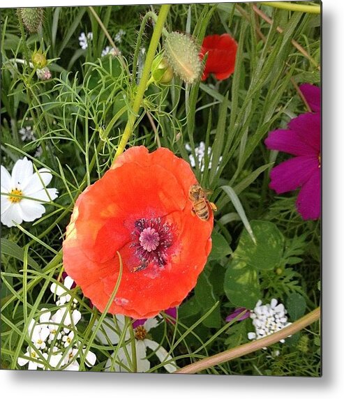  Metal Print featuring the photograph Poppy and bee 2 by Gracie Noodlestein