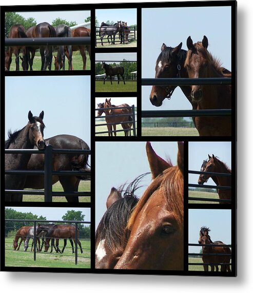 Horses Metal Print featuring the photograph Posers by Christy Leigh