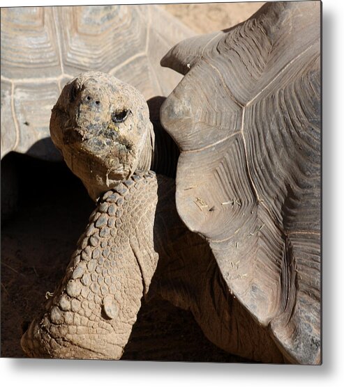 Tortoise Metal Print featuring the photograph Posing For Pictures by Kim Galluzzo Wozniak