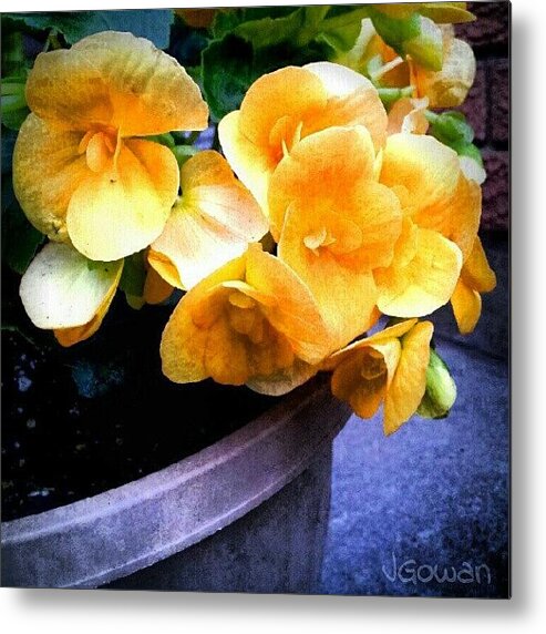 Flower Metal Print featuring the photograph Potted Flower. #pottedpant #flower by Jess Gowan