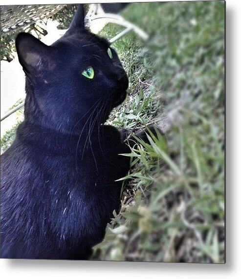 Cute Metal Print featuring the photograph Pretty Little Kitty 😊 #macon #cat by Emily W