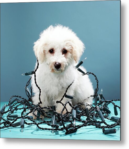 Horizontal Metal Print featuring the photograph Puppy Tangled In Christmas Lights by Martin Poole