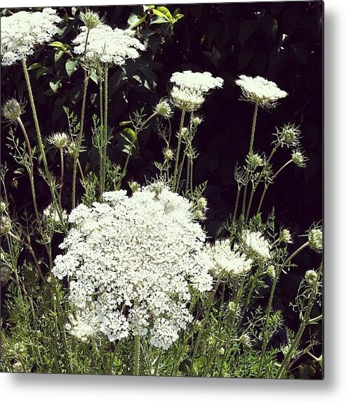 Queen Anne's Lace Metal Print featuring the photograph Queen Anne's Lace by Michelle Calkins